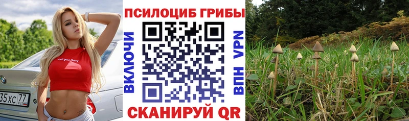 наркошоп  Мезень  Галлюциногенные грибы Psilocybine cubensis 